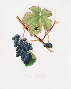 Barbera