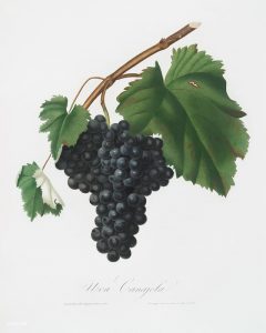 Canaiolo