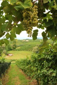 prosecco