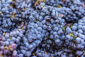 Mourvedre