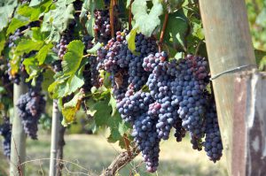 Nebbiolo