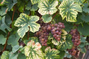 Pinot gris