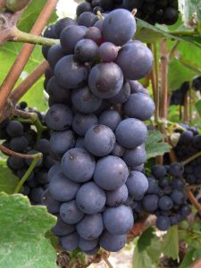 Pinot meunier