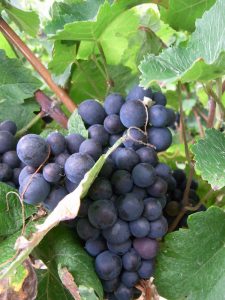 Pinot Meunier