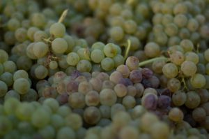 Roussanne
