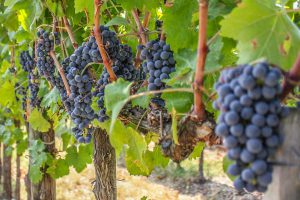 Sagrantino