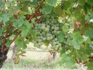 Sémillon