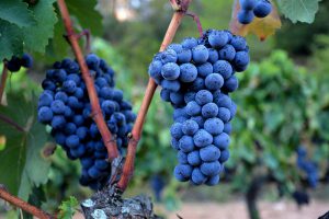 tempranillo