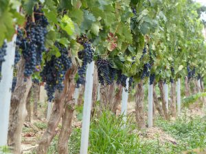 Tempranillo
