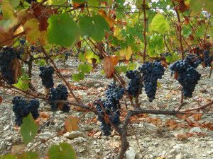 Touriga nacional