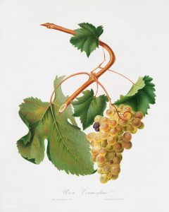 Vermentino