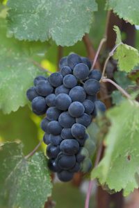 petit verdot